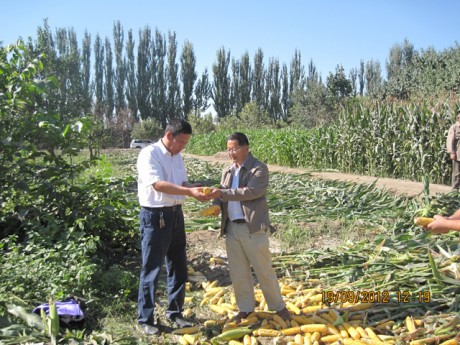新疆莎车县县委副书记冯军祥参观我公司新品种试验